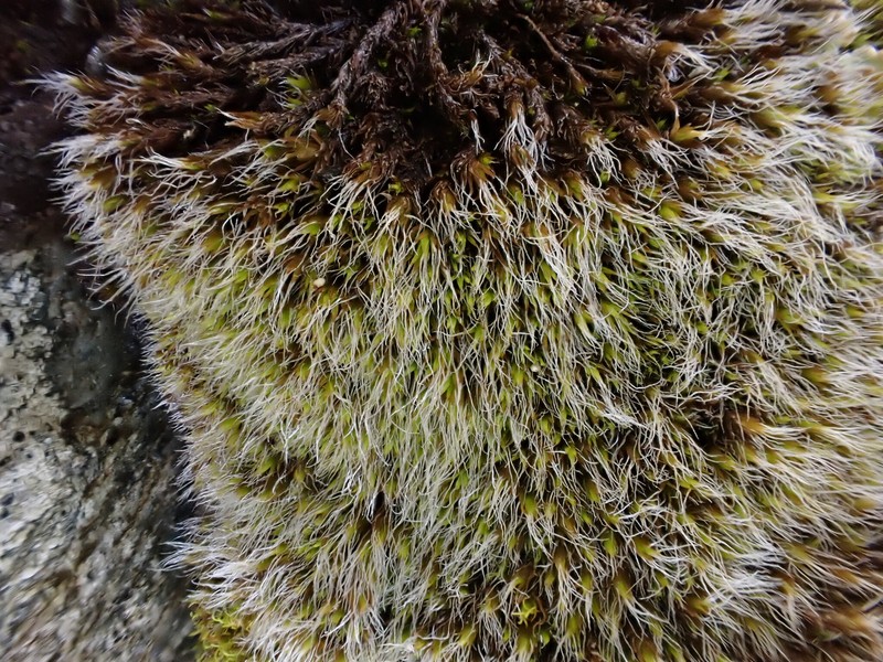 Grimmia Dry Rock Moss photo 6