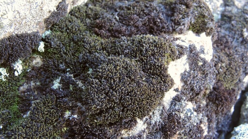 Grimmia Dry Rock Moss