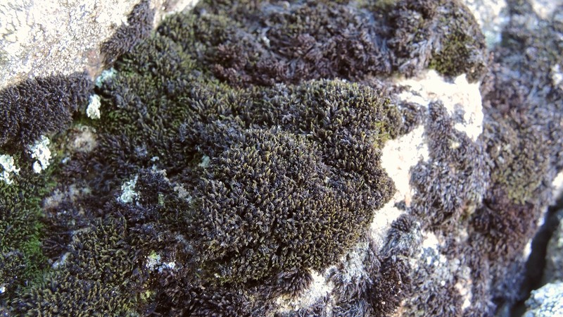 Grimmia Dry Rock Moss photo 2