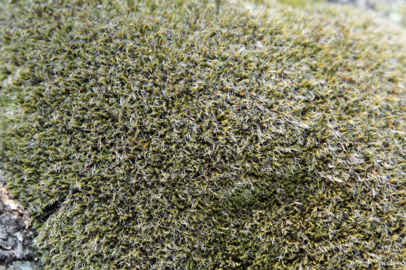 Grimmia Dry Rock Moss photo 2