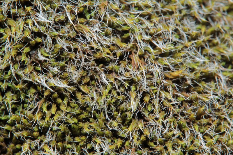 Grimmia Dry Rock Moss photo 3