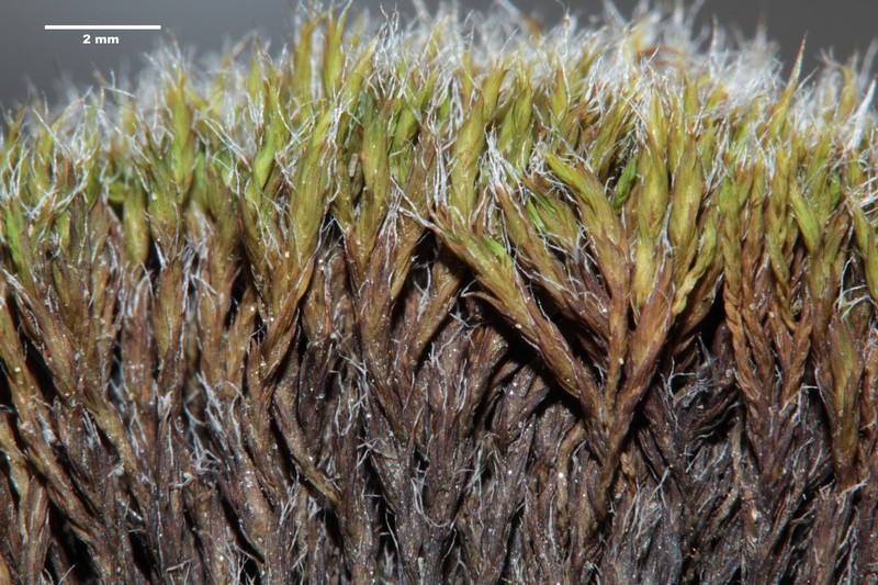 Grimmia Dry Rock Moss