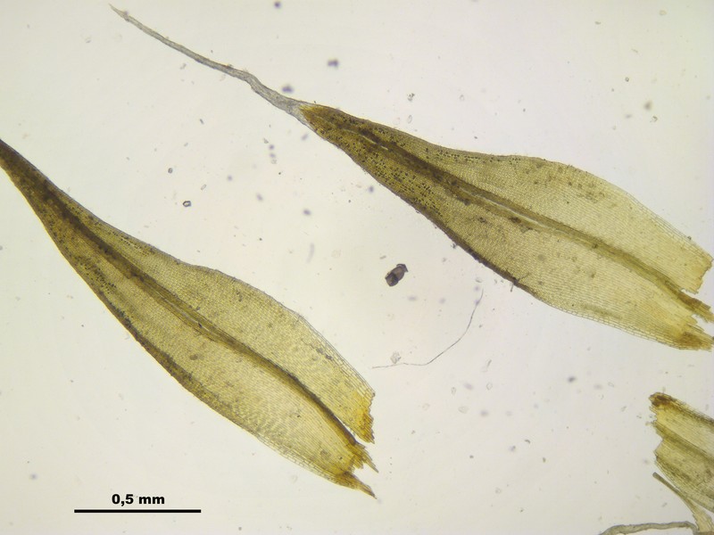 Grimmia Dry Rock Moss photo 4