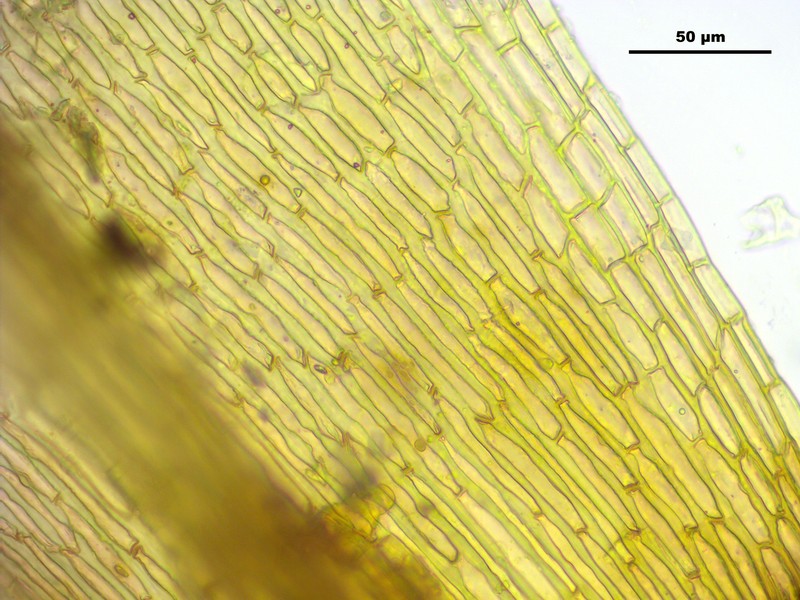 Grimmia Dry Rock Moss photo 5