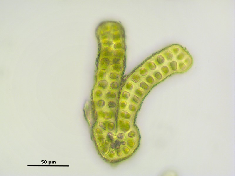 Grimmia Dry Rock Moss photo 6
