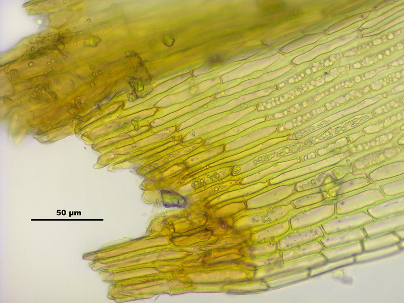 Grimmia Dry Rock Moss photo 7