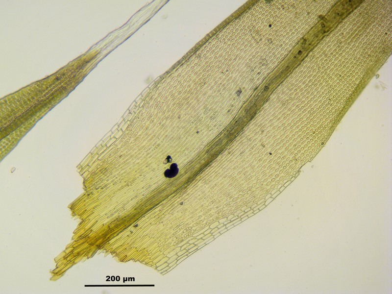 Grimmia Dry Rock Moss photo 8