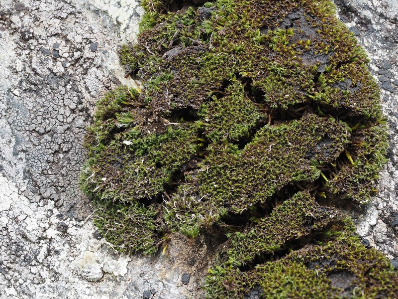 Grimmia Dry Rock Moss