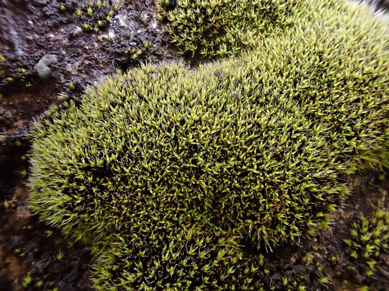 Grimmia Dry Rock Moss photo 2