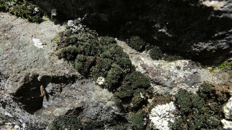 Grimmia Dry Rock Moss photo 3