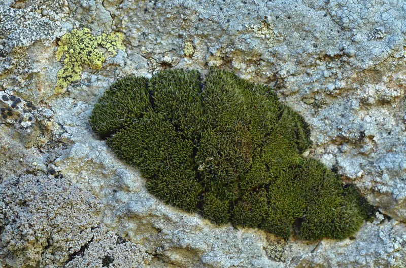 Grimmia Dry Rock Moss photo 4