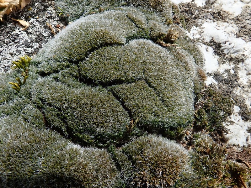 Grimmia Dry Rock Moss photo 5