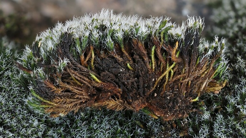 Grimmia Dry Rock Moss photo 6
