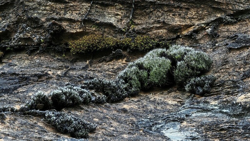 Grimmia Dry Rock Moss photo 7