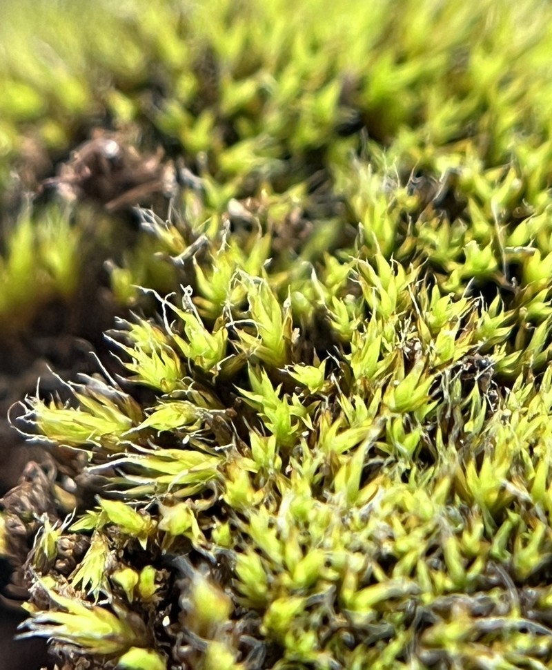 Grimmia Dry Rock Moss photo 8