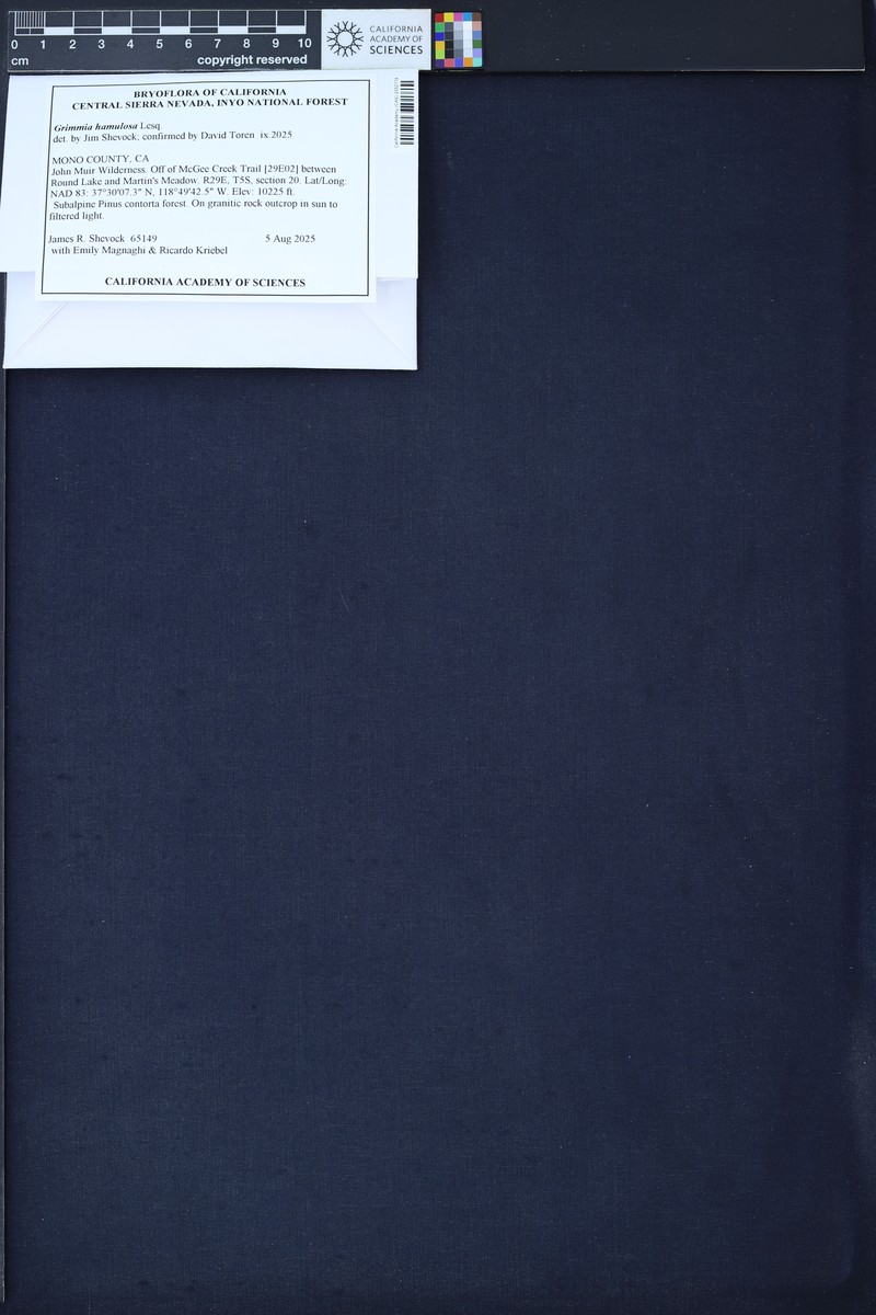 Grimmia Dry Rock Moss