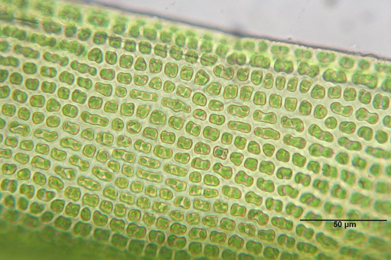 Hartman's Dry Rock Moss photo 2
