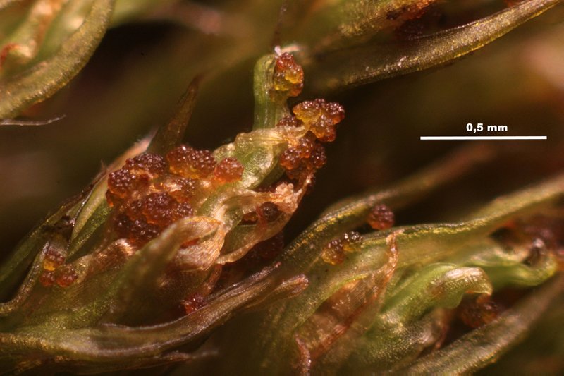 Hartman's Dry Rock Moss photo 3