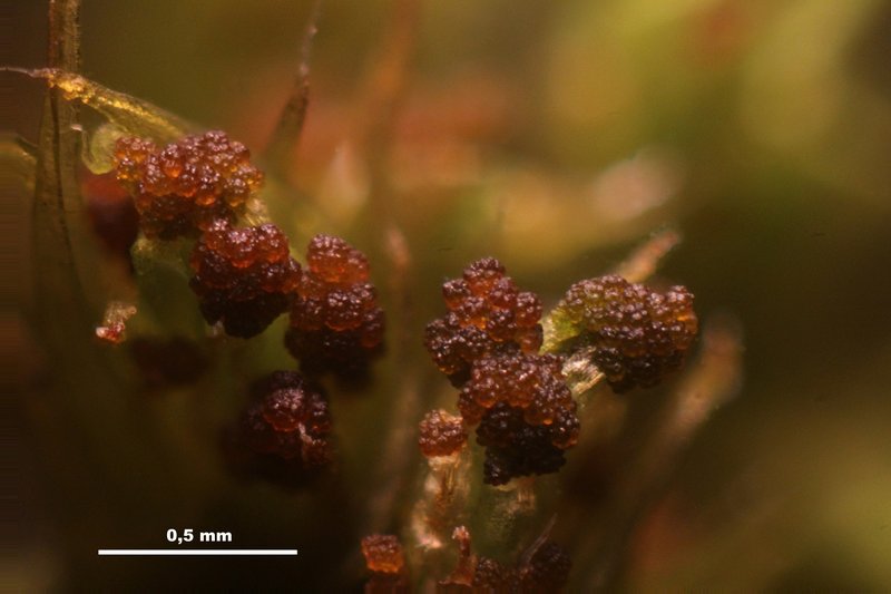 Hartman's Dry Rock Moss photo 5