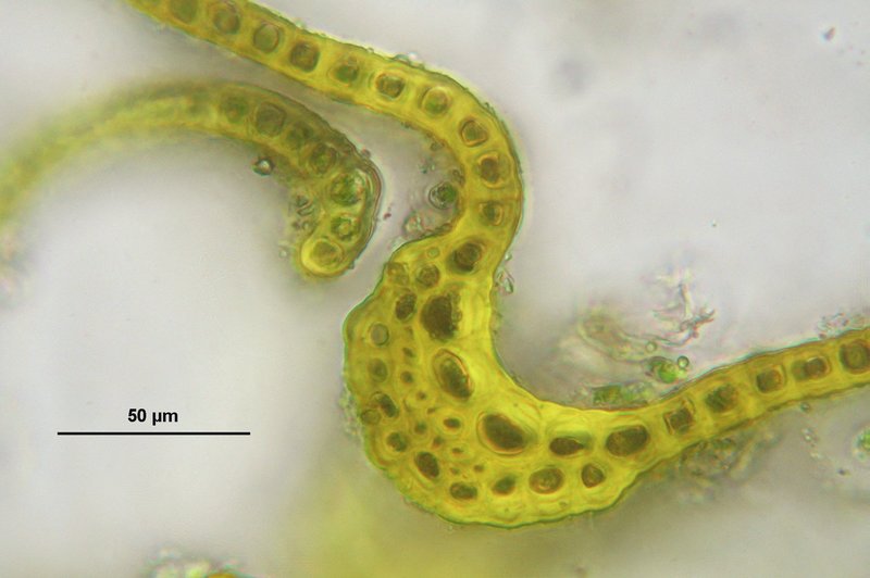 Hartman's Dry Rock Moss photo 8