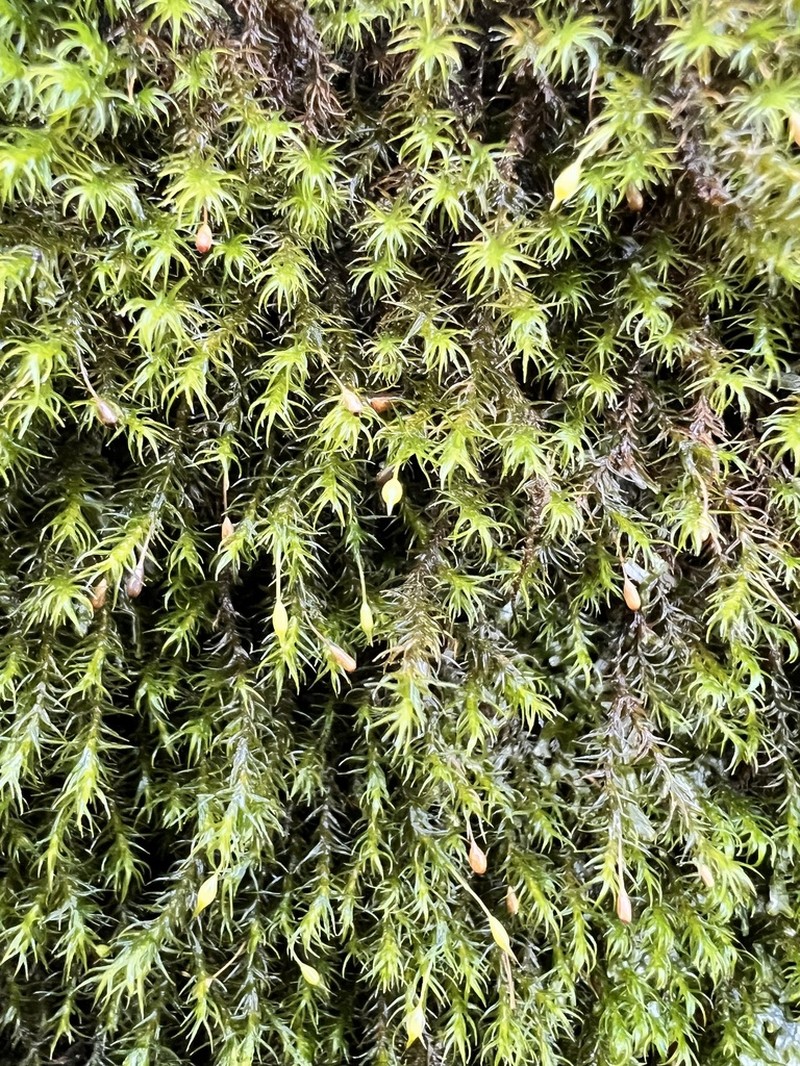 Hartman's Dry Rock Moss