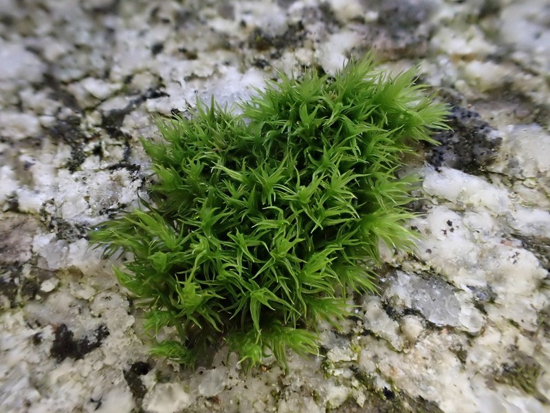 Hartman's Dry Rock Moss photo 2