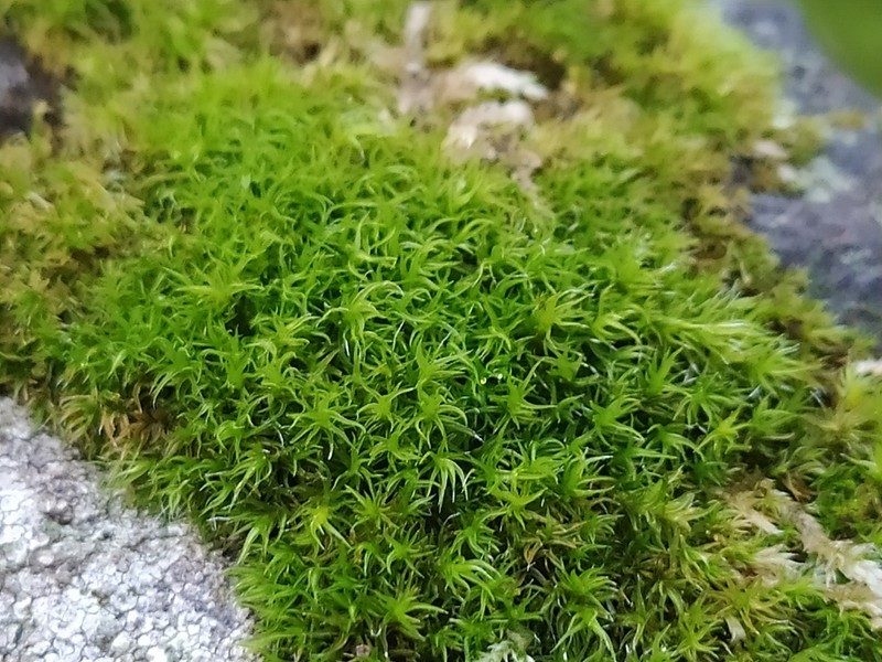 Hartman's Dry Rock Moss photo 3