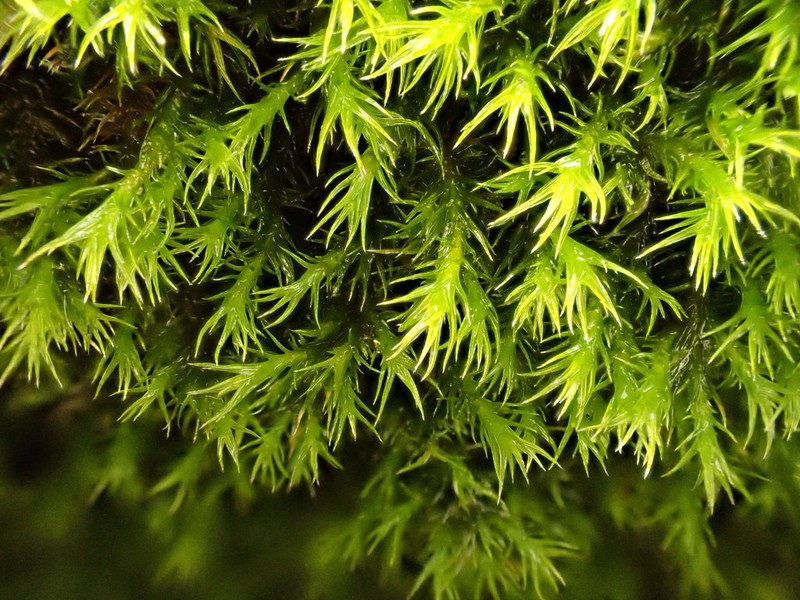 Hartman's Dry Rock Moss photo 4