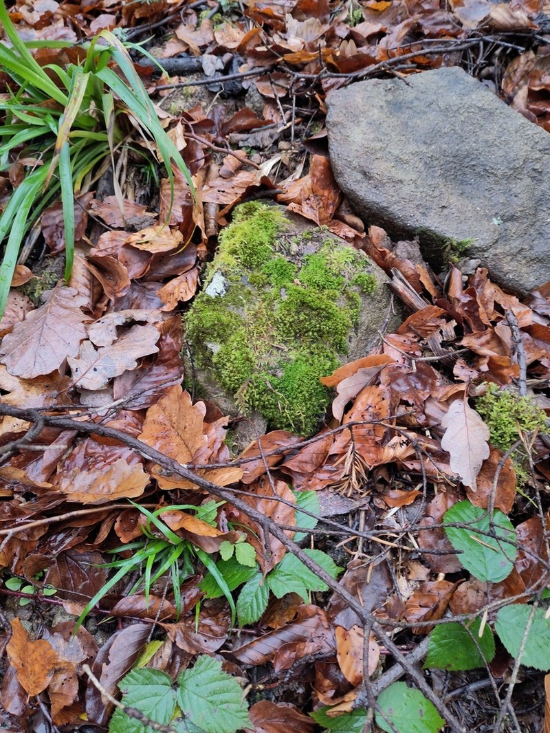 Hartman's Dry Rock Moss photo 5