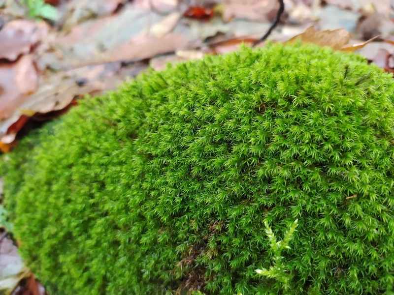 Hartman's Dry Rock Moss photo 7