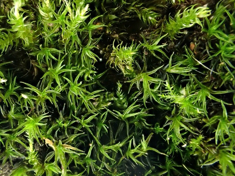 Hartman's Dry Rock Moss photo 8