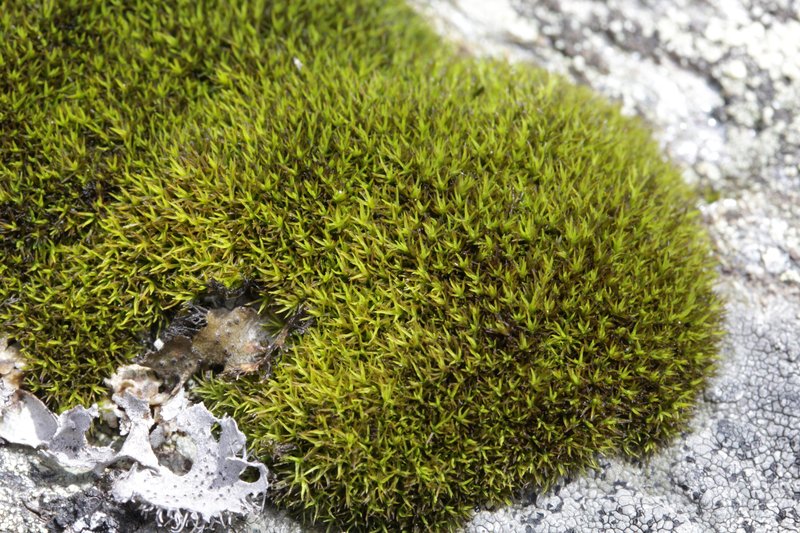 Grimmia Dry Rock Moss