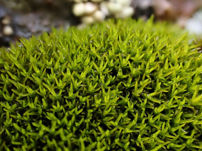 Grimmia Dry Rock Moss
