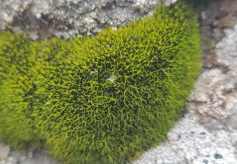 Grimmia Dry Rock Moss photo 2