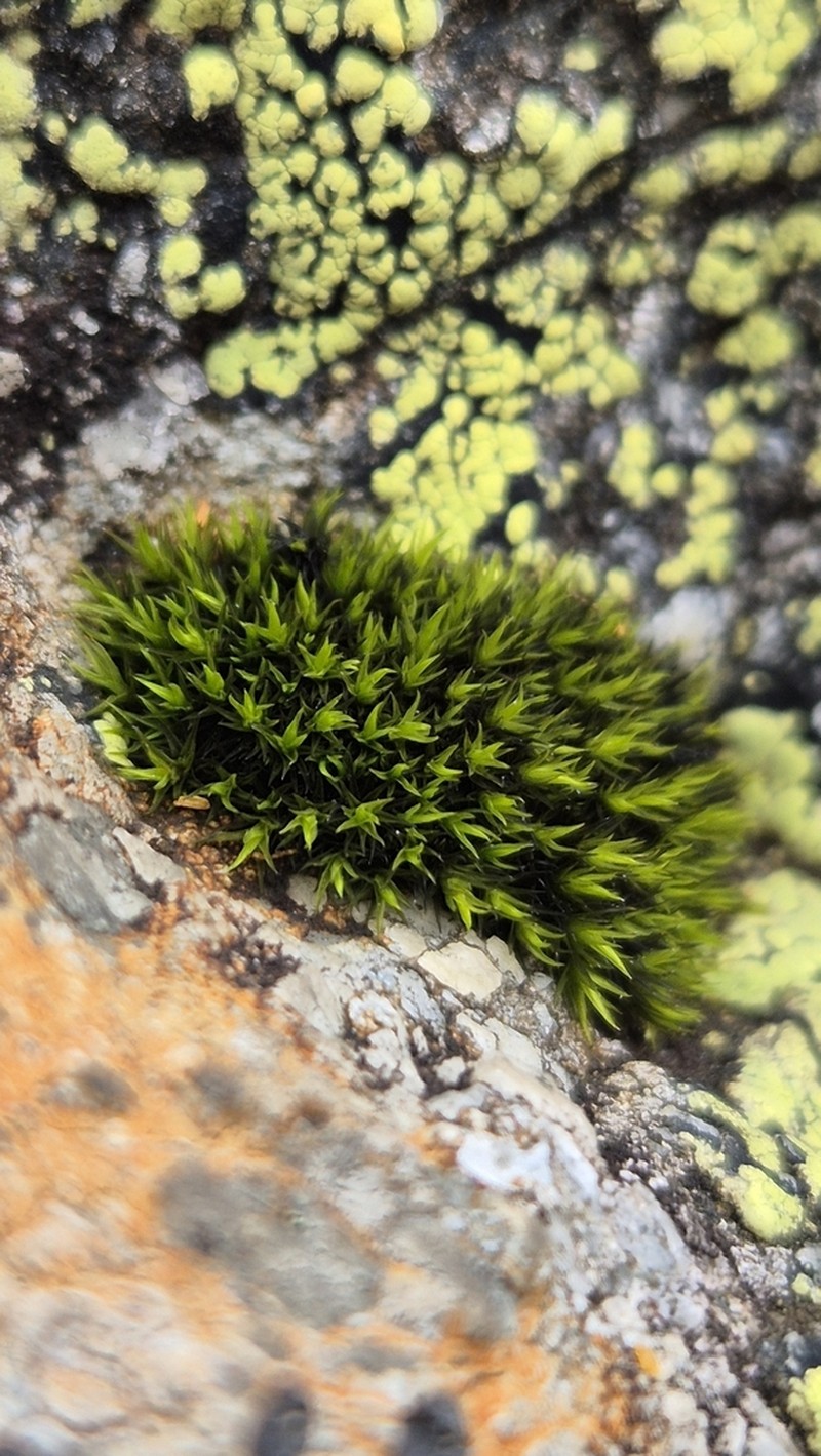 Grimmia Dry Rock Moss photo 3