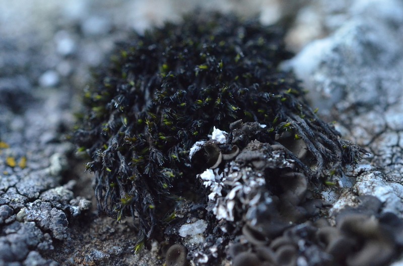 Grimmia Dry Rock Moss photo 4