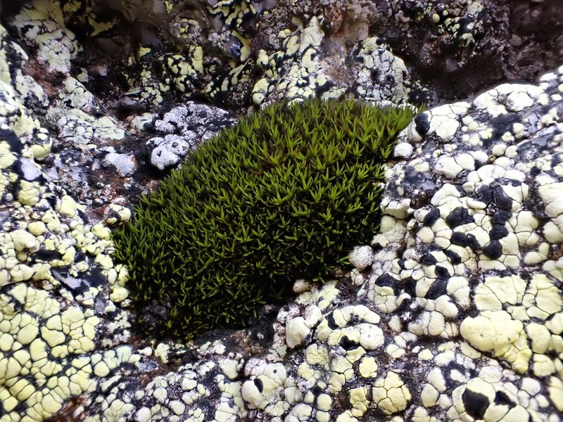 Grimmia Dry Rock Moss photo 5