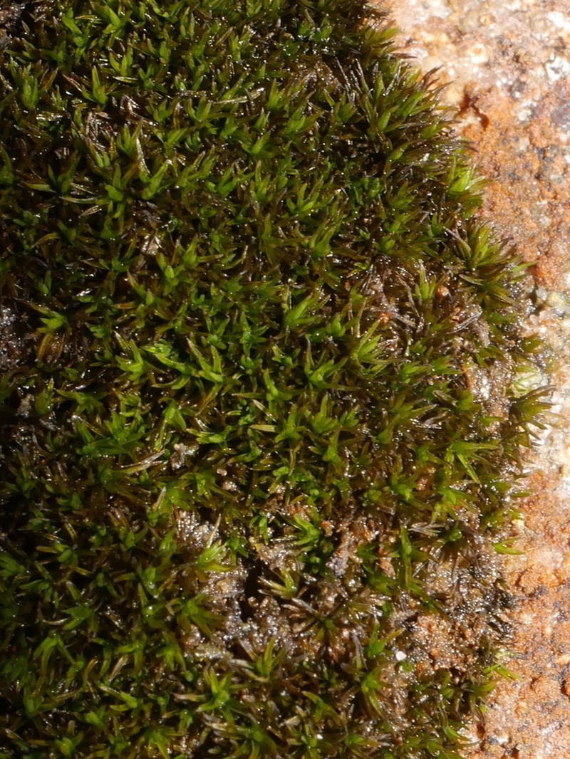 Grimmia Dry Rock Moss photo 6