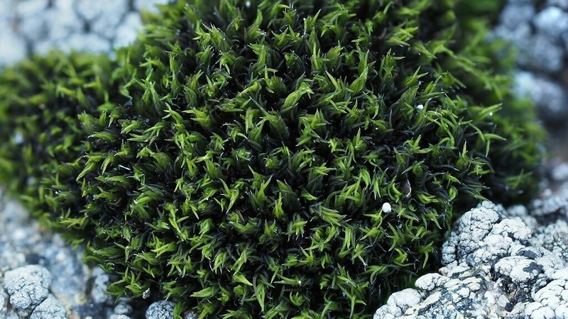 Grimmia Dry Rock Moss photo 7
