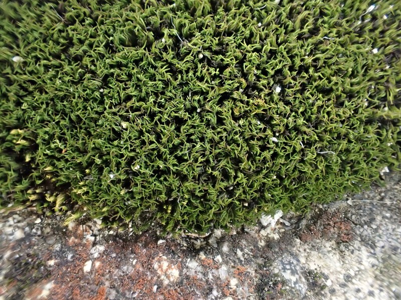 Grimmia Dry Rock Moss photo 8