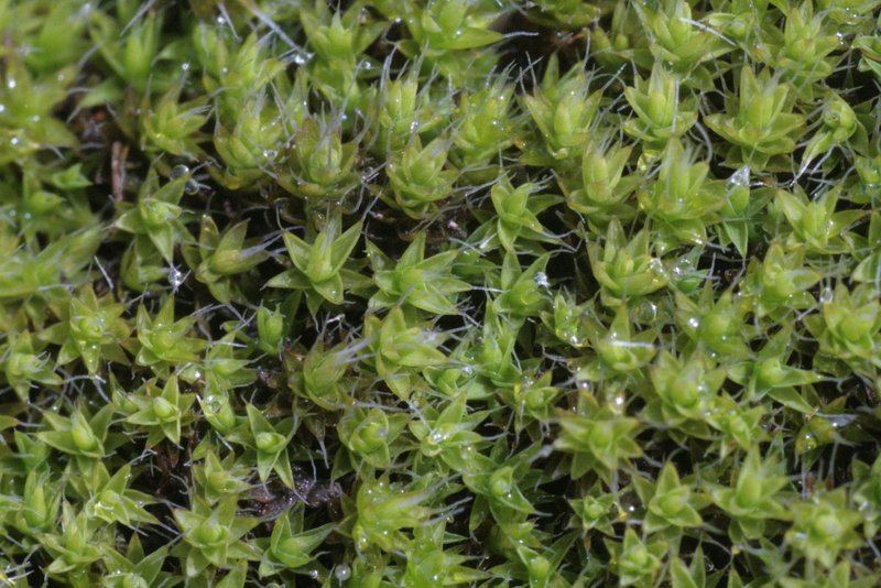 Grimmia Dry Rock Moss