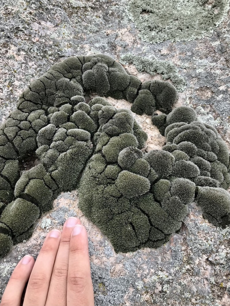 Grimmia Dry Rock Moss