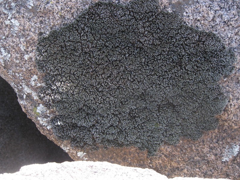 Grimmia Dry Rock Moss photo 2