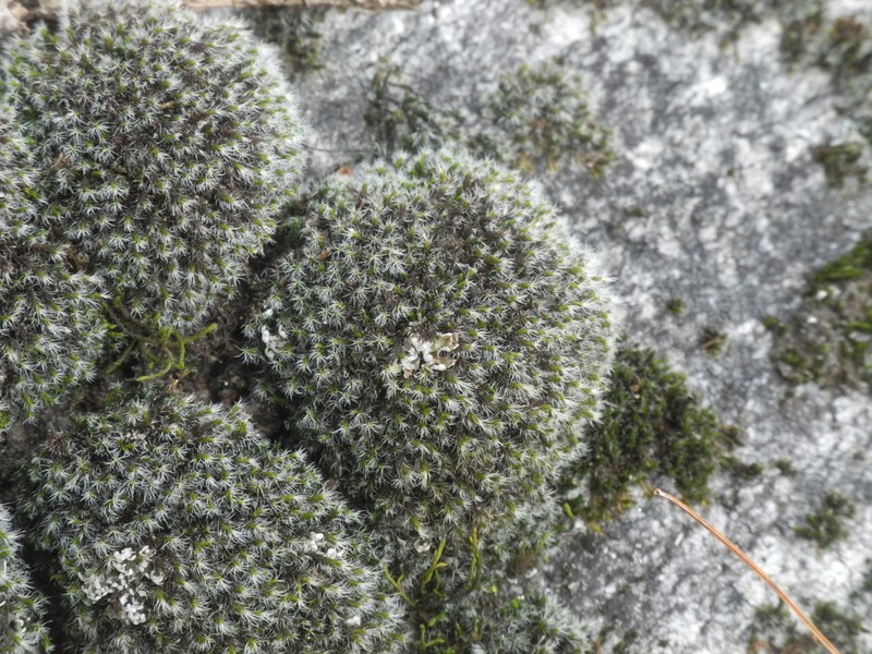 Grimmia Dry Rock Moss photo 3