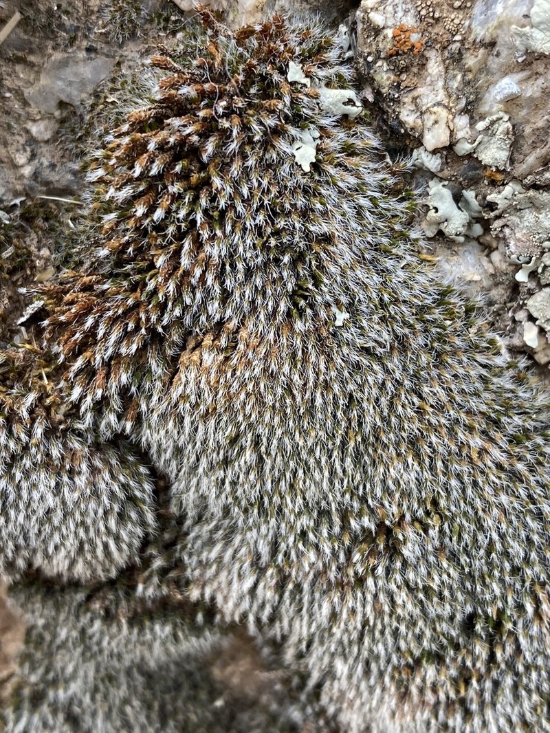 Grimmia Dry Rock Moss photo 4