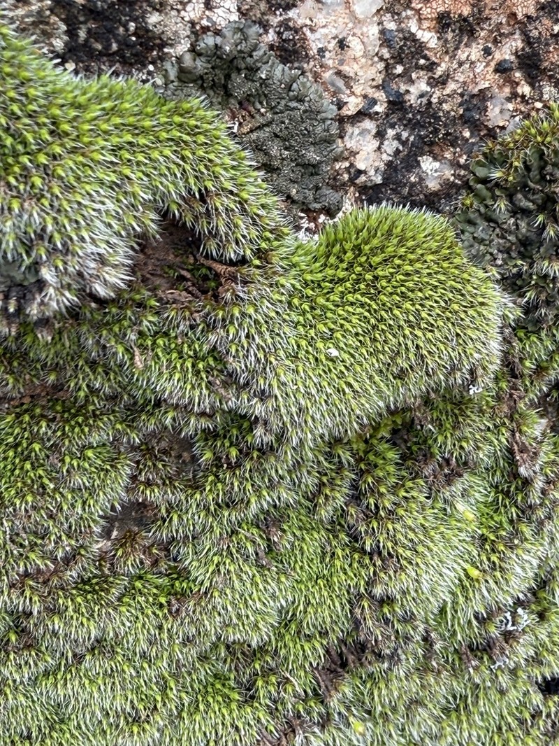 Grimmia Dry Rock Moss photo 5