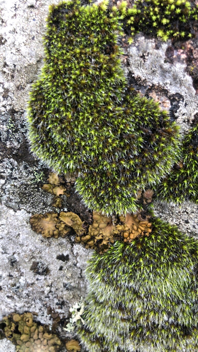 Grimmia Dry Rock Moss photo 6
