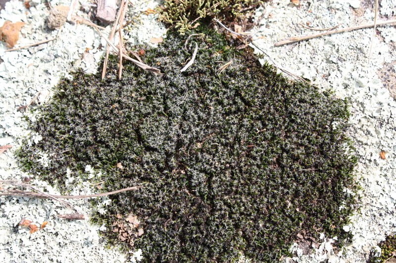 Grimmia Dry Rock Moss photo 7
