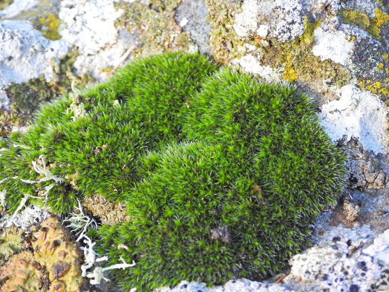 Grimmia Dry Rock Moss photo 8