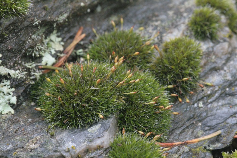 Grimmia Dry Rock Moss